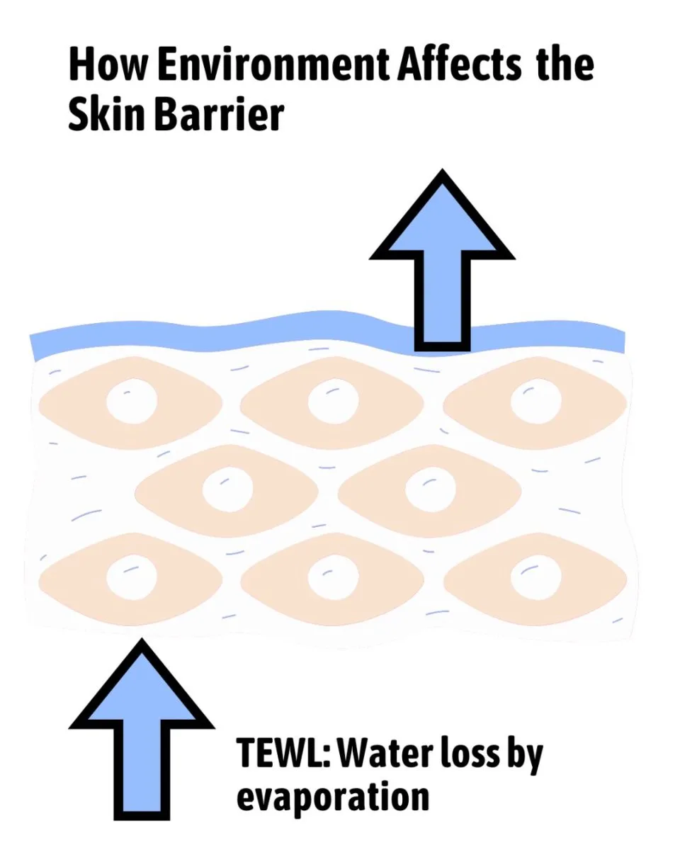 How Environment Affects the Skin Barrier How Environment Affects the Skin Barrier