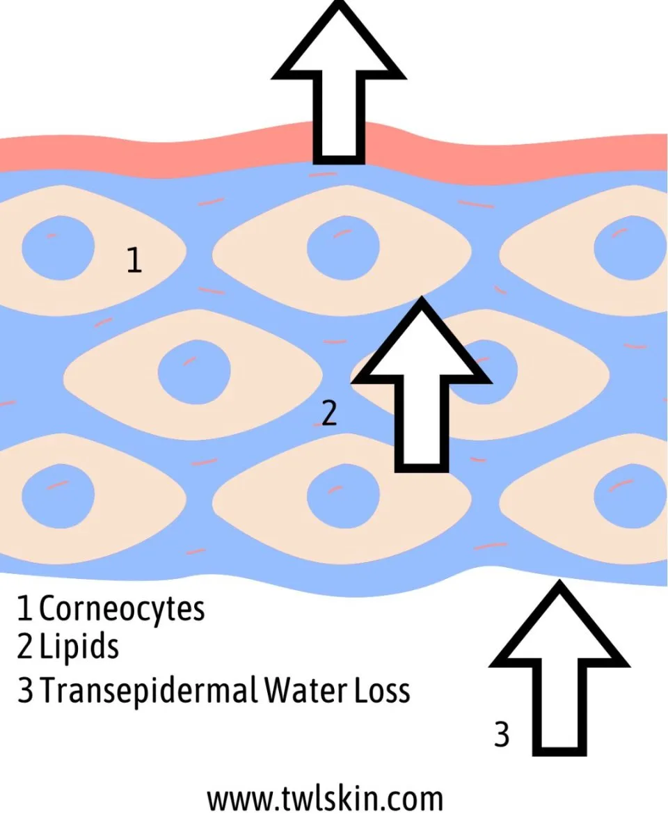 Skin Barrier & Transepidermal Water Loss Skin Barrier & Transepidermal Water Loss