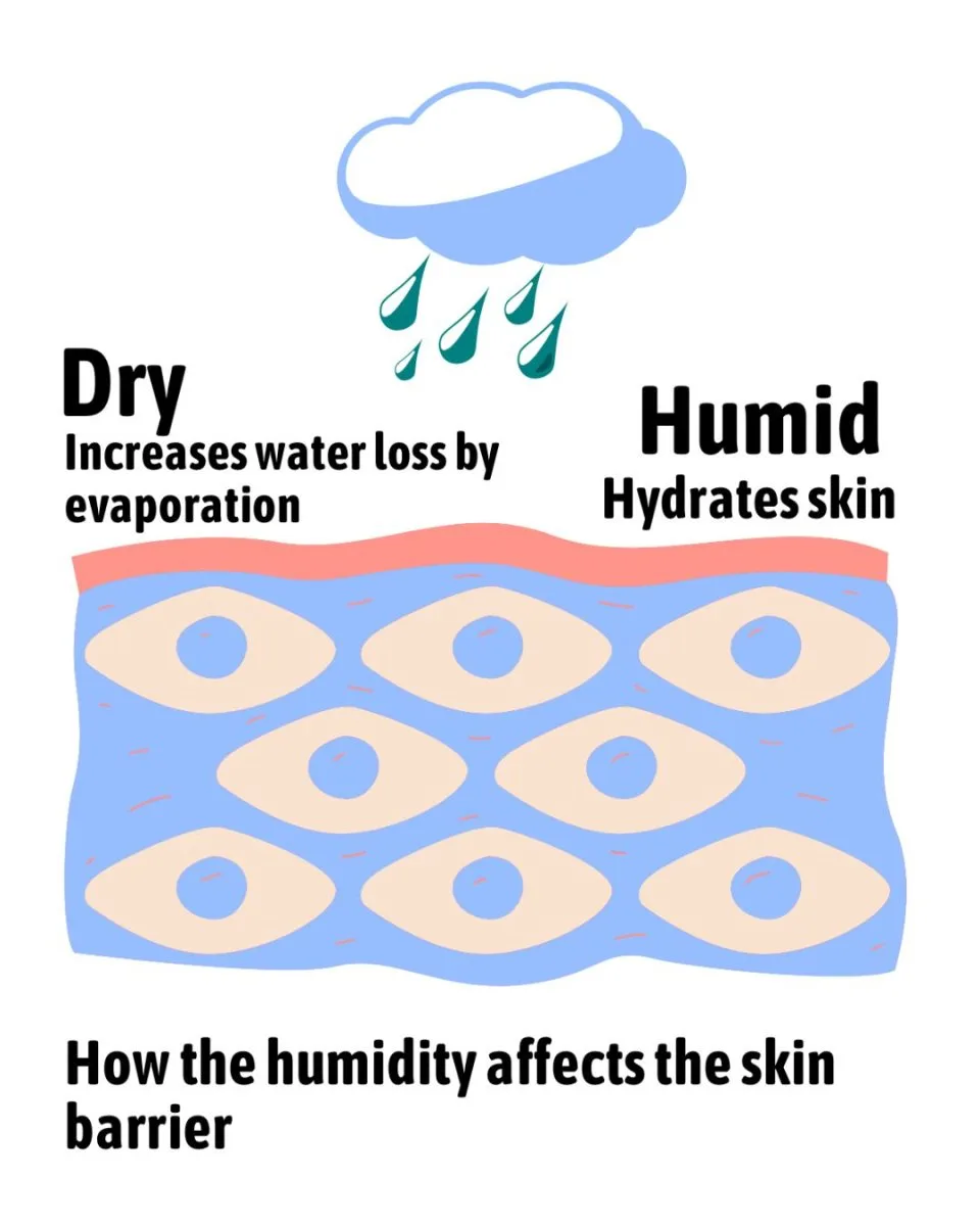 How Humidity Affects the Skin Barrier How Humidity Affects the Skin Barrier
