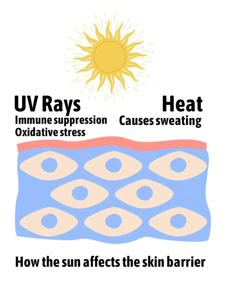 How the Sun Affects the Skin Barrier How the Sun Affects the Skin Barrier
