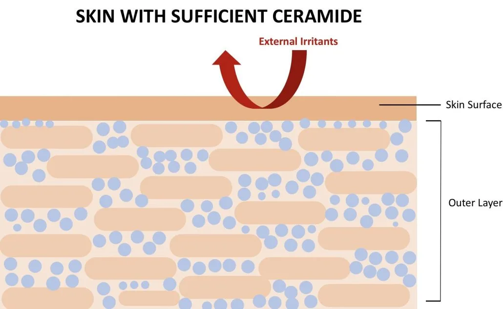 Skin with Sufficient Ceramides Protects from Water Loss & External Irritants