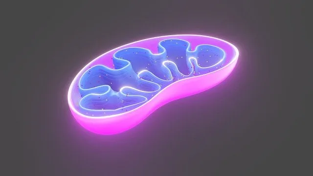 Coenzyme Q10 in Mitochondria
